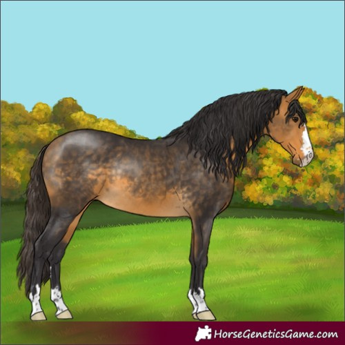 Horse Color:Buckskin Rabicano