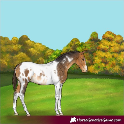Horse Color:Buckskin Tobiano Appaloosa Rabicano 
