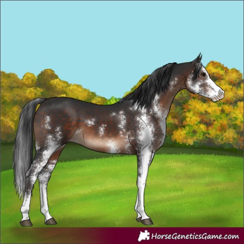 Horse Color:Brown Sabino 