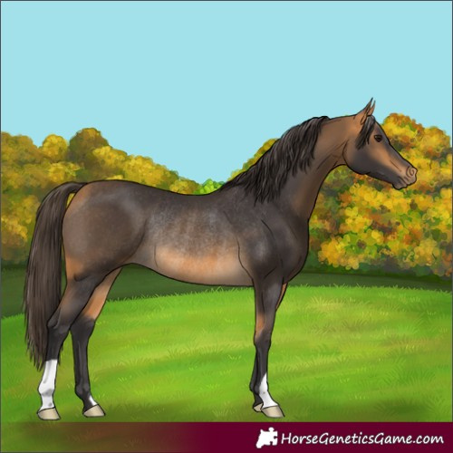 Horse Color:Buckskin Rabicano