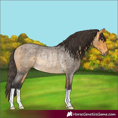 Horse Color:Buckskin Roan Rabicano 