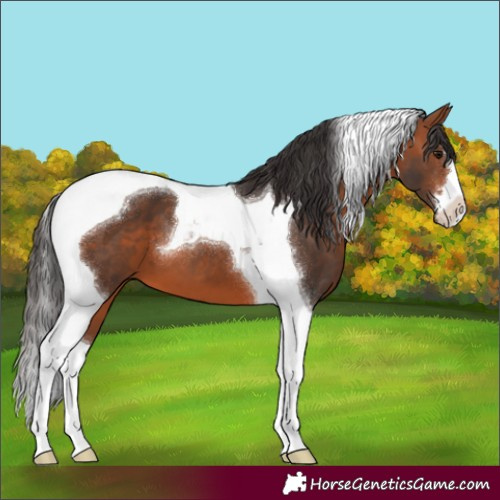 Horse Color:Bay Tobiano