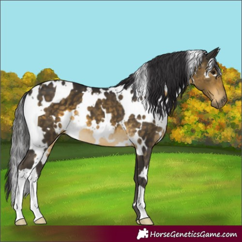 Horse Color:White Spotted Buckskin