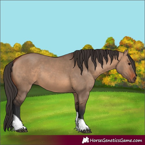 Horse Color:Bay Dun Tobiano 
