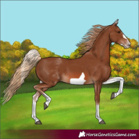 Horse Color:White Spotted Chestnut Frame 