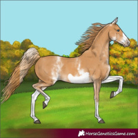 Horse Color:White Spotted Chestnut Frame 