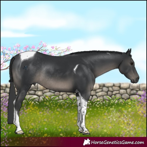 Horse Color:Black Tobiano Rabicano 