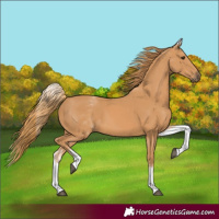 Horse Color:White Spotted Chestnut 