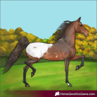 Horse Color:Bay Appaloosa 