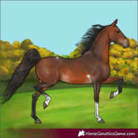 Horse Color:Bay Tobiano Rabicano