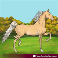 Horse Color:Gold Cream Champagne Rabicano 