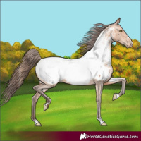 Horse Color:Amber Champagne Near Fewspot 