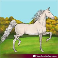 Horse Color:Cremello Frame 