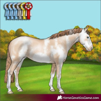 Horse Color:Buckskin Pearl Sabino Frame Rabicano