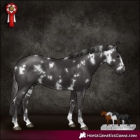 Horse Color:White Spotted Smoky Black 