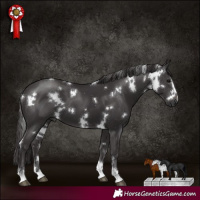 Horse Color:White Spotted Smoky Black