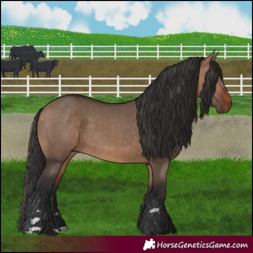 Horse Color:Bay Dun 