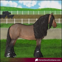 Horse Color:Bay Dun