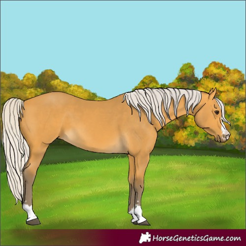 Horse Color:Silver Buckskin 