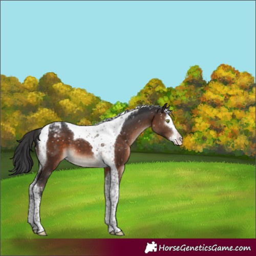 Horse Color:Brown Splash Tobiano Snowcap 