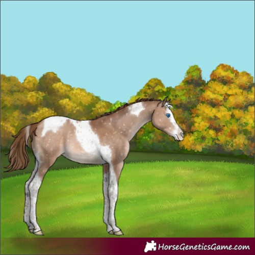 Horse Color:Brown Pearl Splash Tobiano Snowcap