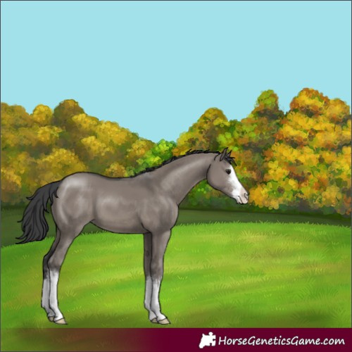 Horse Color:White Spotted Grullo 
