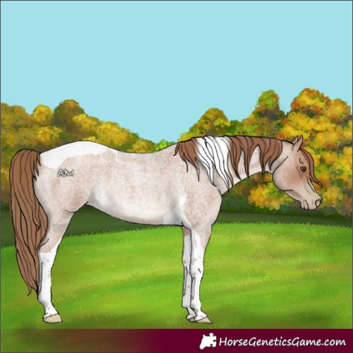 Horse Color:Blue Roan Pearl Tobiano Rabicano