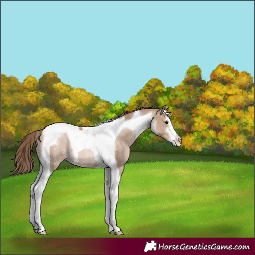Horse Color:White Spotted Grullo Pearl Tobiano Rabicano