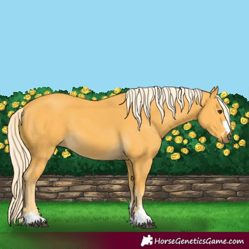 Horse Color:Palomino 
