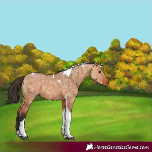 Horse Color:Unknown 