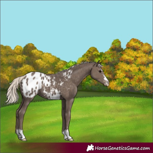Horse Color:Unknown 