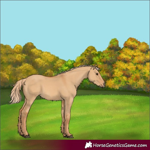 Horse Color:Unknown 