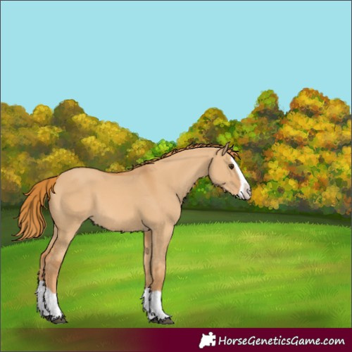 Horse Color:Red Dun Splash 