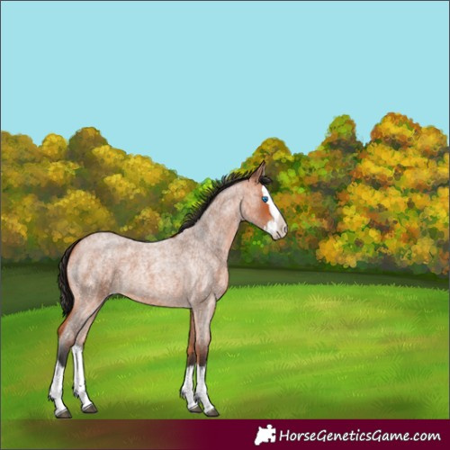 Horse Color:Bay Roan Splash 