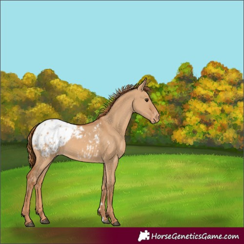 Horse Color:Red Dun Appaloosa 