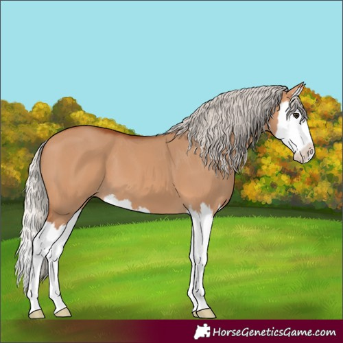Horse Color:Silver Bay Dun Splash 