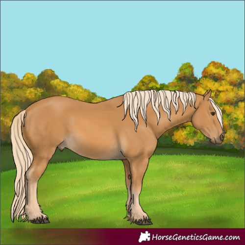 Horse Color:Palomino 