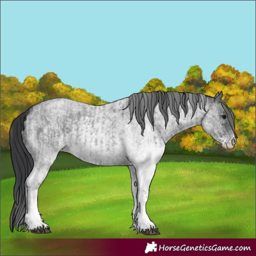 Horse Color:White Spotted Blue Roan Rabicano and White Spotted Blue Roan Rabicano