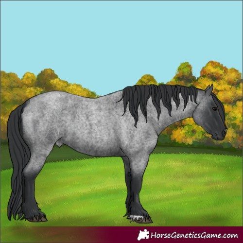 Horse Color:Blue Roan