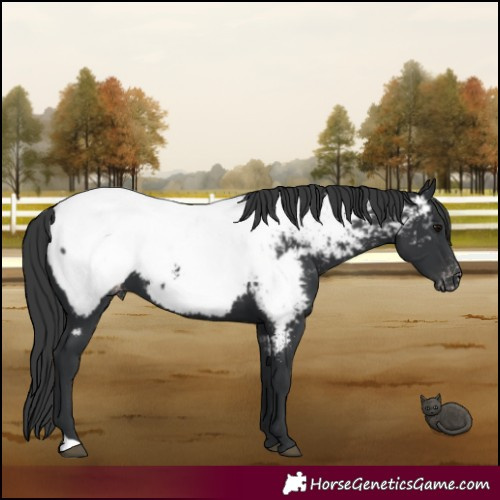 Horse Color:Black Near Fewspot 