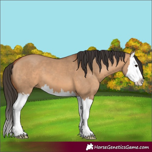 Horse Color:Bay Dun Splash 
