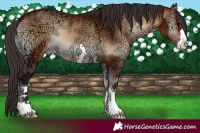 Horse Color:Bay Ice Onyx 