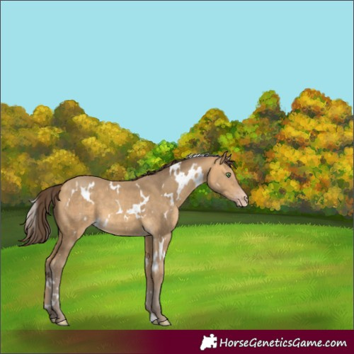 Horse Color:Unknown 
