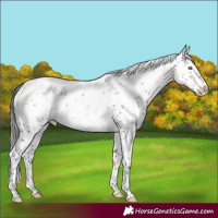 Horse Color:Brown Dun Sabino Rabicano Brindle 