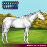 Horse Color:Brown Dun Sabino Rabicano Brindle 