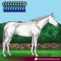 Horse Color:Brown Dun Sabino Rabicano Brindle 
