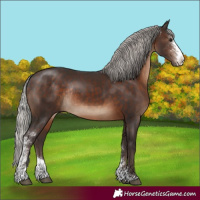 Horse Color:Silver Brown Sabino Rabicano 