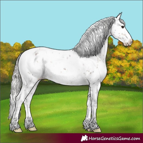 Horse Color:White Spotted Silver Brown Sabino Appaloosa Rabicano 