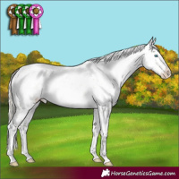 Horse Color:Chocolate Palomino Pearl Dun Mushroom Sabino 