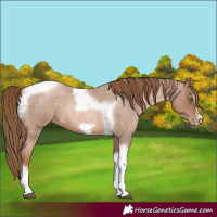 Horse Color:Liver Red Roan Pearl Tobiano Frame